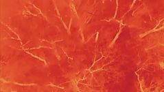 "늑구 어디 있나" 나흘째 오리무중, 열상 드론 추가 투입