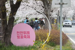 천안위례벚꽃축제 개막…시민들 발걸음 이어져