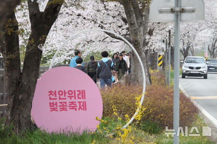 천안위례벚꽃축제 개막…시민들 발걸음 이어져