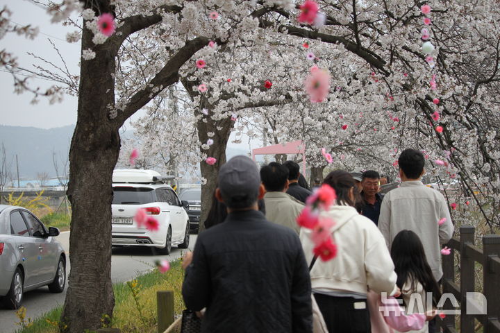 '벚꽃터널' 오가는 많은 시민들
