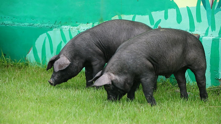 한국형 흑돼지 '우리흑돈' 산업화 속도…고급육·대중시장 동시 공략
