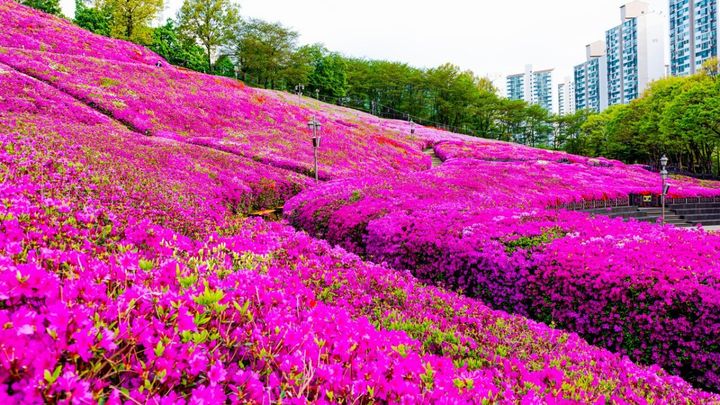 "벚꽃 지니 철쭉 세상"…군포, 100만 그루 진분홍 꽃물결