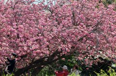 서울 낮 최고 26도 '포근한 봄날씨'…일교차 주의[내일날씨]