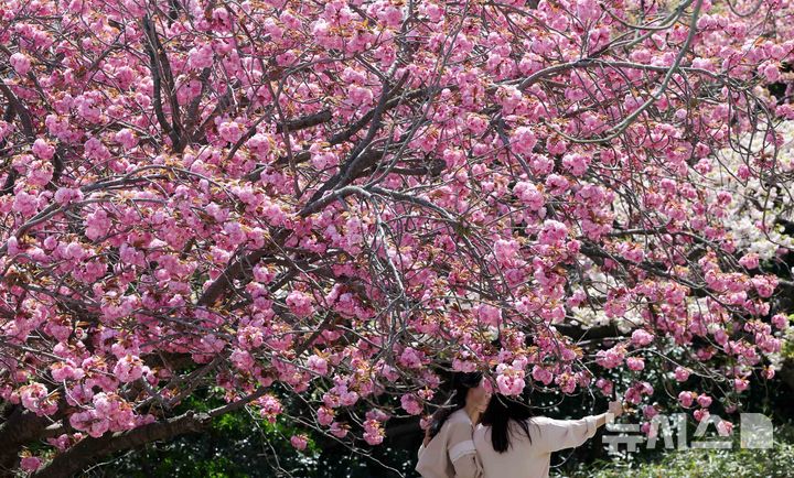 초여름 같은 날씨 속 겹벚꽃 보며 나들이 [뉴시스Pic]