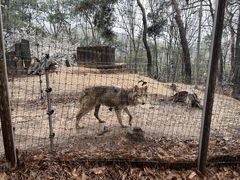 오월드 탈출 늑구와 6시간 대치…인간띠 둘렀으나 포획 실패