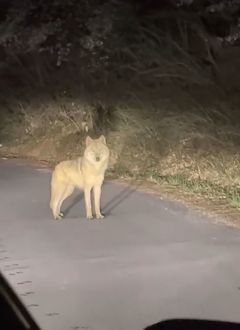 "6일 찾아다녔는데 눈앞에서 도주"…현장영상 공개한 늑구 발견자