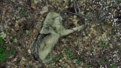 풀숲에서 단잠자던 '늑구' 드론 소리에 깜짝 놀라[영상]