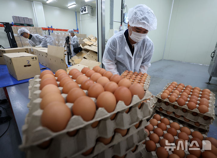 국내 계란 수급 안정 위해 태국산 신선란 수입 [뉴시스Pic]