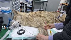 오월드 탈출 '늑구' 포획 성공…열흘 만에 집으로