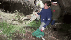 열흘만에 돌아온 '늑구' 포획 당시 장면[영상]