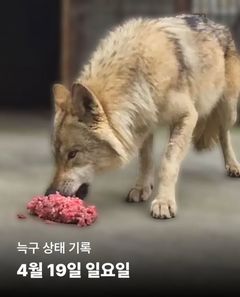 "우리 늑구, 영상으로 보고 싶어요"…오월드에 '브이로그' 요청 이어져