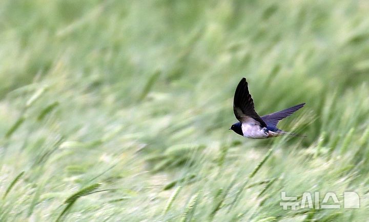 봄의 마지막 절기 '곡우'… 전국 대부분 지역에 비 [뉴시스Pic]