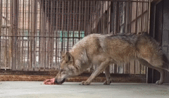 "9남매 막내 아냐"…이름 둘러싼 오해부터 회복 근황까지, '늑구' 화제