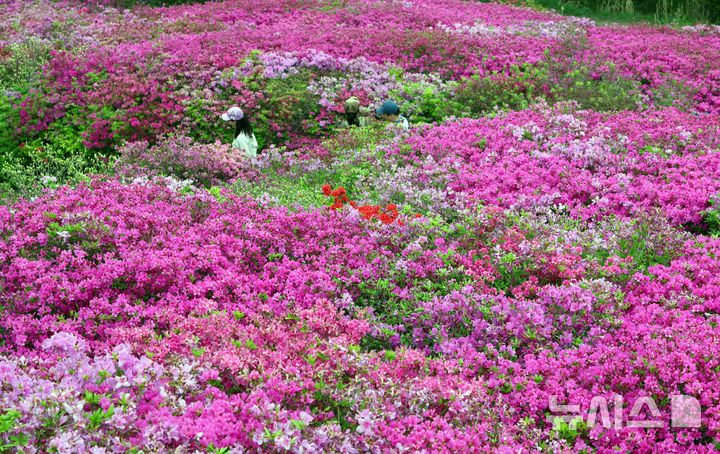 진분홍빛 철쭉 만개 [뉴시스Pic]