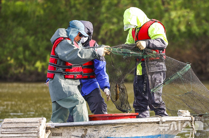 "한강에 사는 물고기는?" 서울시, 밤섬 인근서 어종조사 [뉴시스Pic]