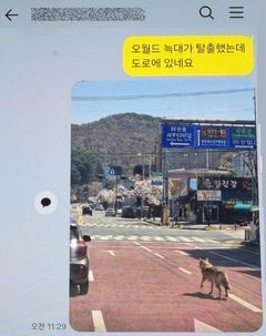 AI로 '가짜 늑구' 사진 만들어 유포한 40대 검거…"재미로 그랬다"