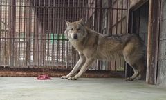 "국민적 관심 고맙지만…" 늑구 SNS 활동 중단