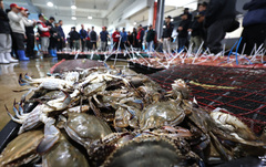 봄 꽃게 본격 출하