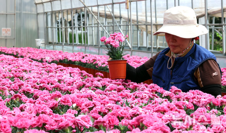 꽃 향기 가득, 어버이날 앞두고 재배되는 카네이션 [뉴시스Pic]