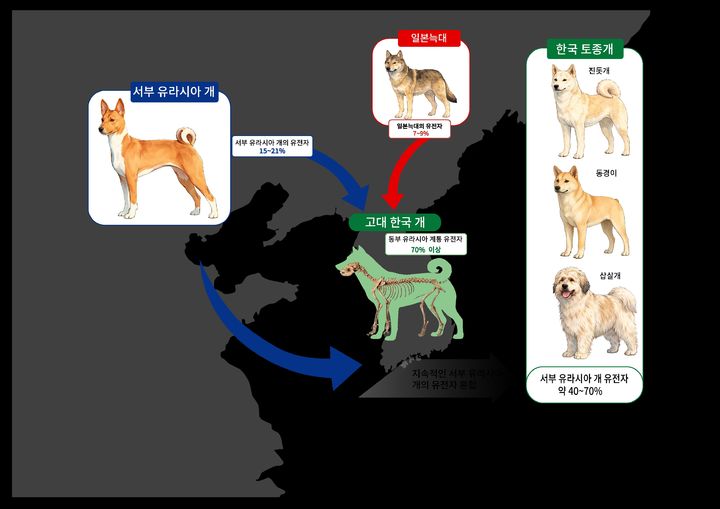 한반도 고대 개, 독자 계통이었다…한국 개, 늑대 유전자 흔적도 확인