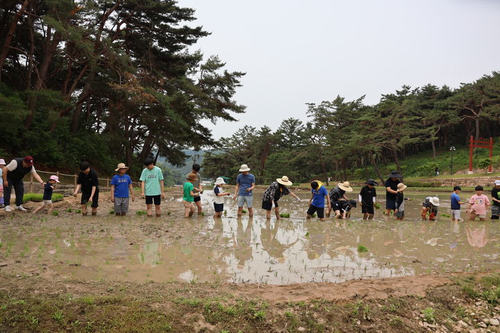 이순신 장군 묘소에서 모내기…탄신 481주년 맞아 위토 체험