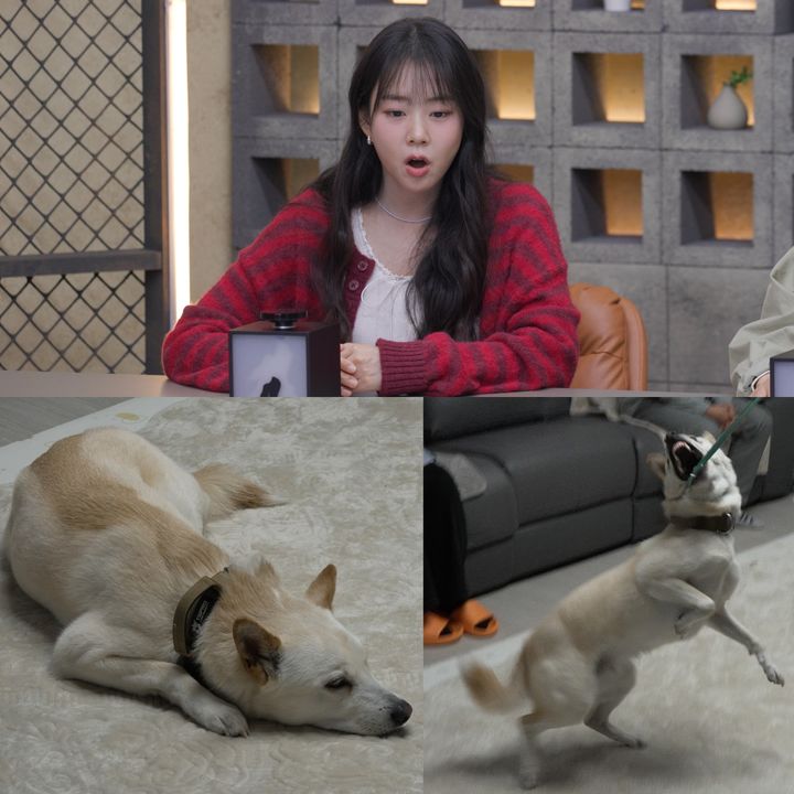 돌변한 반려견…팔 근막 찢어져 치료비만 400만원