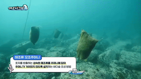 바닷속 암반마다 달린 수상한 주머니…정체는 이것