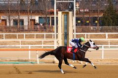 클린원 vs 석세스백파, 부산서 장거리 최강마 가린다
