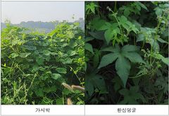 대구환경청, 낙동강변 가시박 등 생태계교란생물 제거