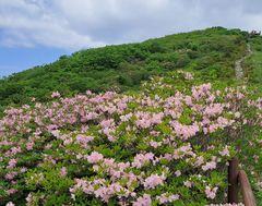 "소백산은 핑크빛 향연" 연화봉·비로봉 뒤덮은 철쭉 절정
