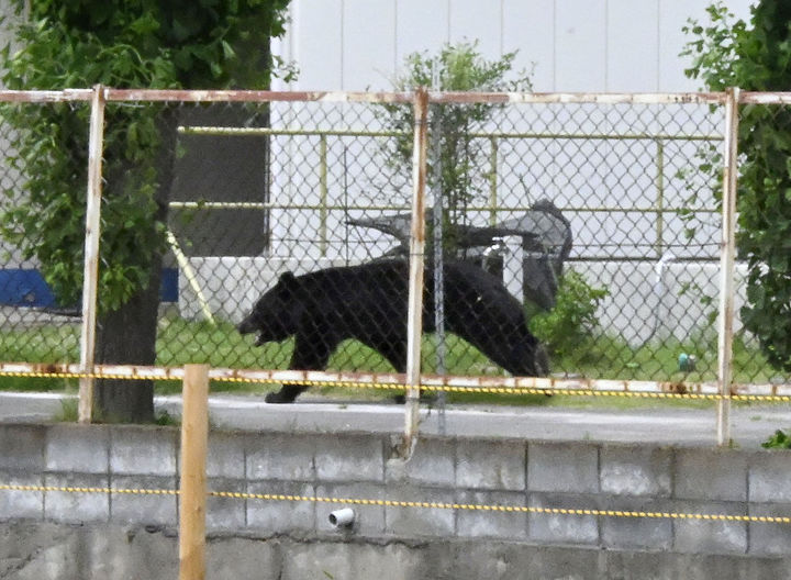 "직원 덮치고 주택가까지"…日 후쿠시마서 흑곰 습격으로 4명 부상