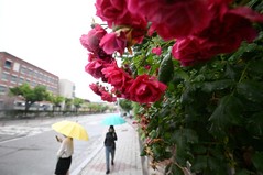 중부·전라권 등 오전까지 약한 비…낮 최고 31도[내일날씨]