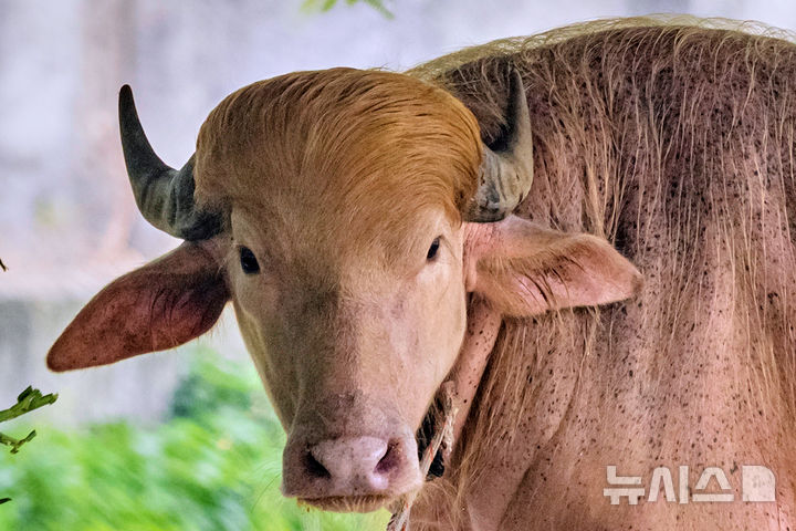 "나 트럼프 닮았소?" 방글라데시서 도축 직전 살아난 물소 [뉴시스Pic]