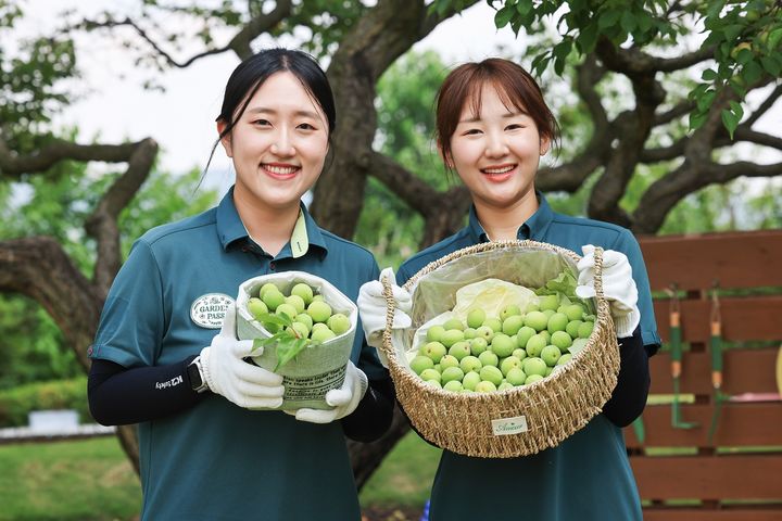 에버랜드에서 즐기는 초여름…매화나무 숲 속 '매실따기' 체험