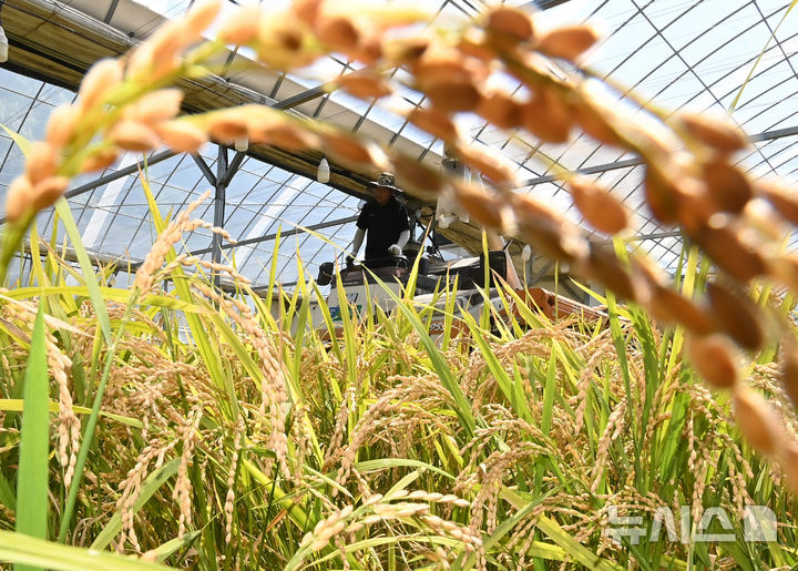 전국 첫 벼베기 '풍년이오~' [뉴시스Pic]