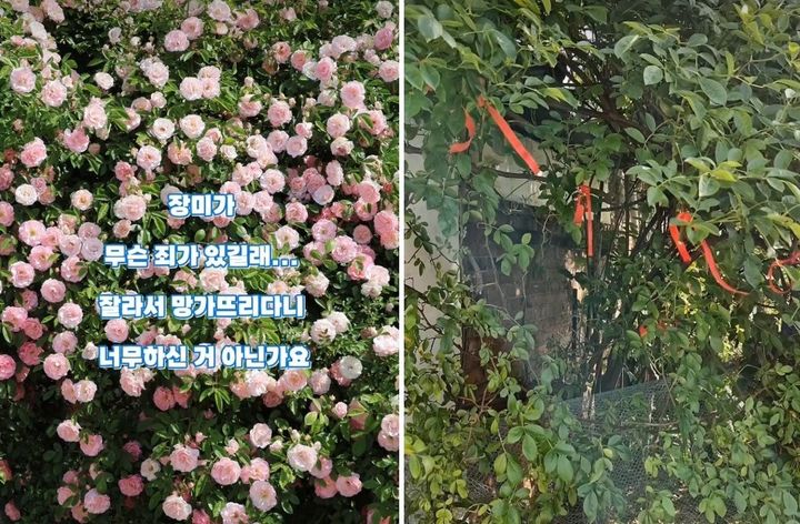 "가지치기 해주려고" 수원 파란대문장미 잘라간 60대 남녀
