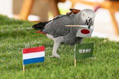 日 '예언 앵무새' 올리비아, 브라질전 일본 승리 예측[월드컵24시]