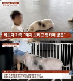"아들 팔아 빌딩 사냐"…펫카페 돼지에게 물린 아이 부모에 '막말' 퍼부은 업주