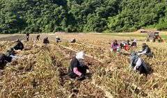 단양마늘 수매가 소폭↑…"소비자 가격 최고 4만5000원" 