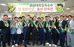명품 괴산대학찰옥수수 첫 출하…농가소득 383억원 기대