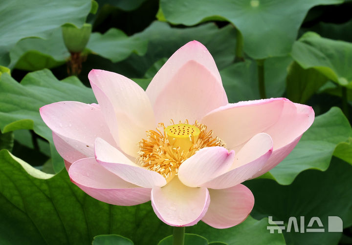 연꽃 개화
