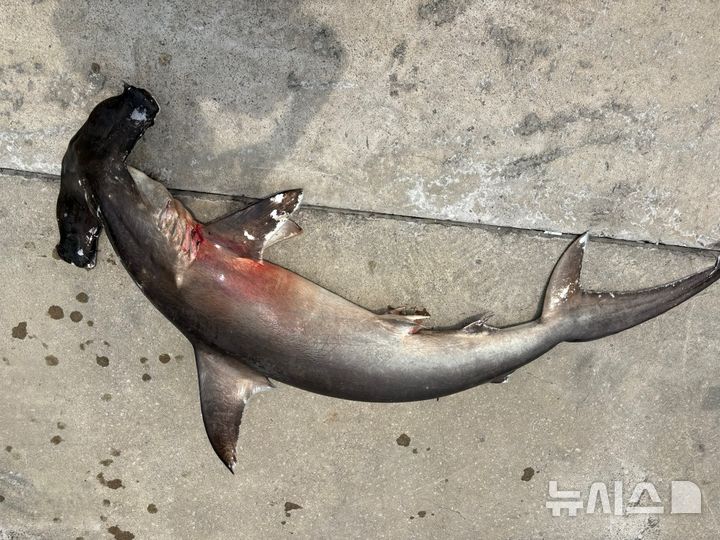 제주 서귀포 앞바다서 귀상어 사체…"공격성 강해 조심"
