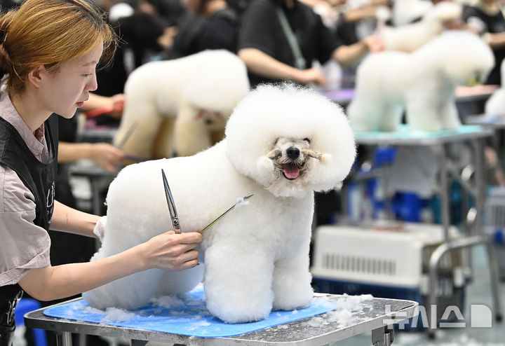 "예쁘게 해주세요" KKF 전국 애견미용 콘테스트 [뉴시스Pic]
