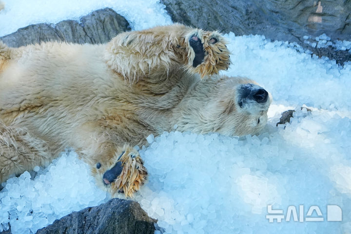 "역시 침대는 얼음 침대" 무더위 식히는 북극곰 [뉴시스Pic]