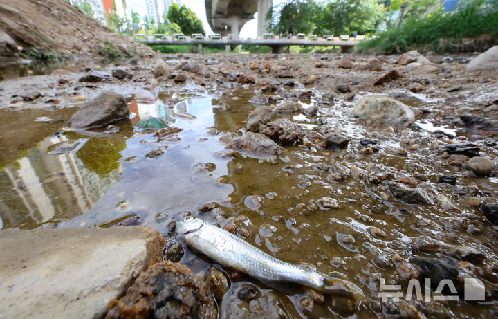 극한 폭염에 바닥 드러난 홍제천…물고기 떼죽음도 [뉴시스Pic]