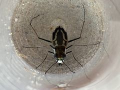 태안서 절멸 위기 인공방사 '닻무늬길앞잡이' 생존 첫 확인
