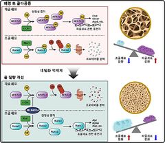 골흡수 억제·골형성 보존 동시 골다공증 치료 핵심 기전 규명