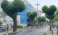 '하트나무 가로수길' 아시나요…청주 원도심 관광 명소로
