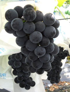 남원 고랭지 캠벨포도, '열대과일 천국' 베트남에 수출