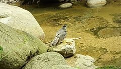 70년된 팔공산국립공원 불법 기도터 철거…담비.참매 돌아왔다